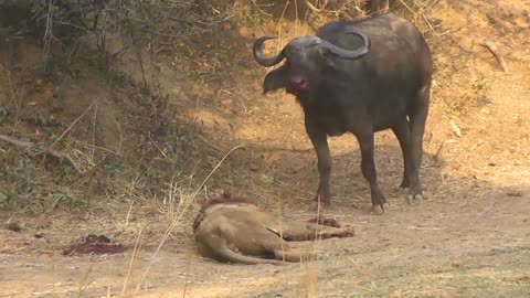 Epic Lion/Buffalo battle at Mwamba Bush Camp