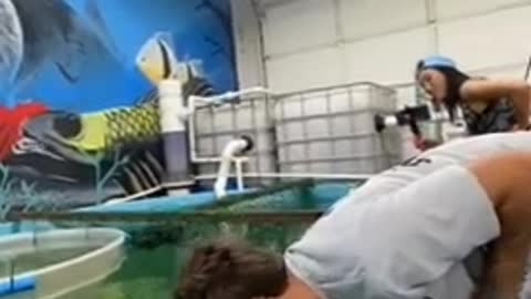 Cabeçada de pirarucu