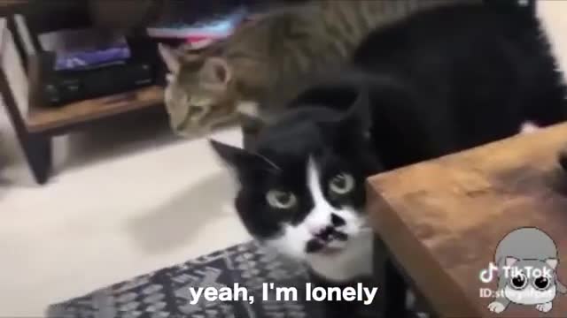 Cats talking !! these cats can speak english better than hooman