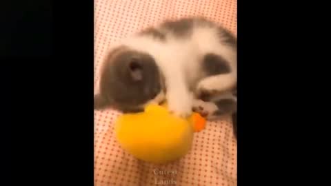 💗Cute And Funny Pets .Try Not To Laugh To These Pets Compilation 💗Cutest