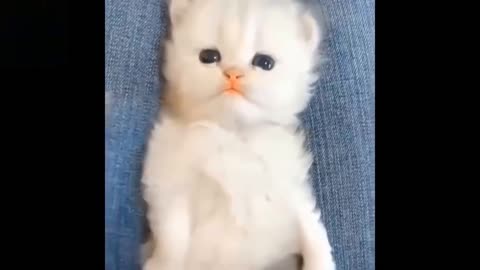 💗Cute And Funny Pets Try Not To Laugh To These Pets Compilation #5💗