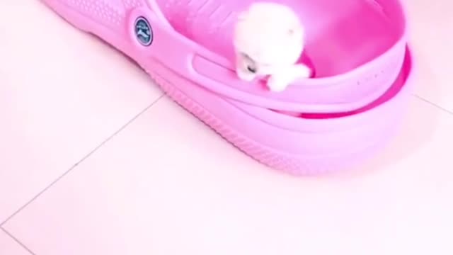 Cute dogs in the world