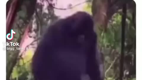 Funny Monkey Meme
