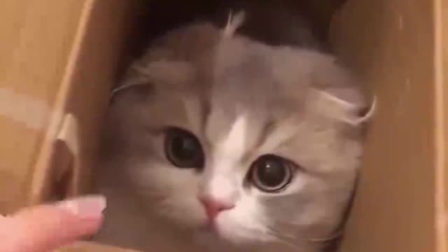 Will you be moved by such a cute kitten looking at you?
