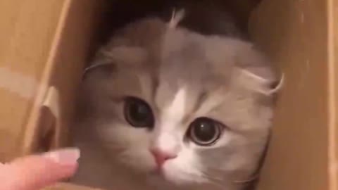Will you be moved by such a cute kitten looking at you?