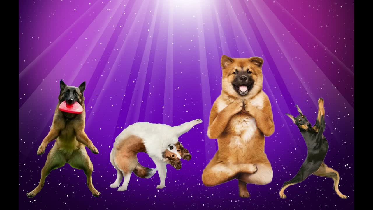 My Name Is D Billions, a funny version for dogs #2🐕 - parody colorful #dbillions cute dogs funny
