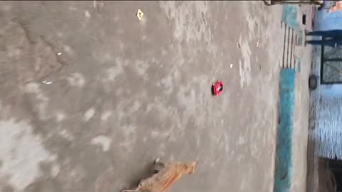 Funny cat and car