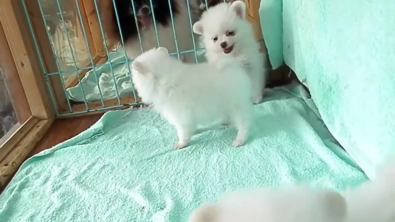 Super Cute Puppies - I love them so much!