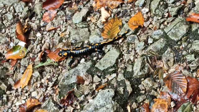 Fire Salamander