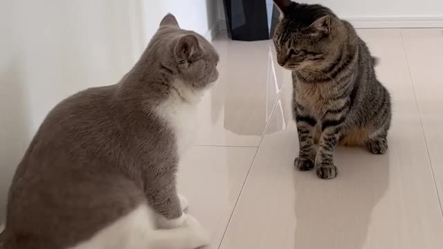 Funny videos cats