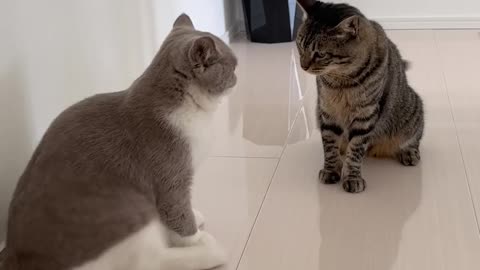 Funny videos cats