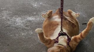 Dragging the Cat In