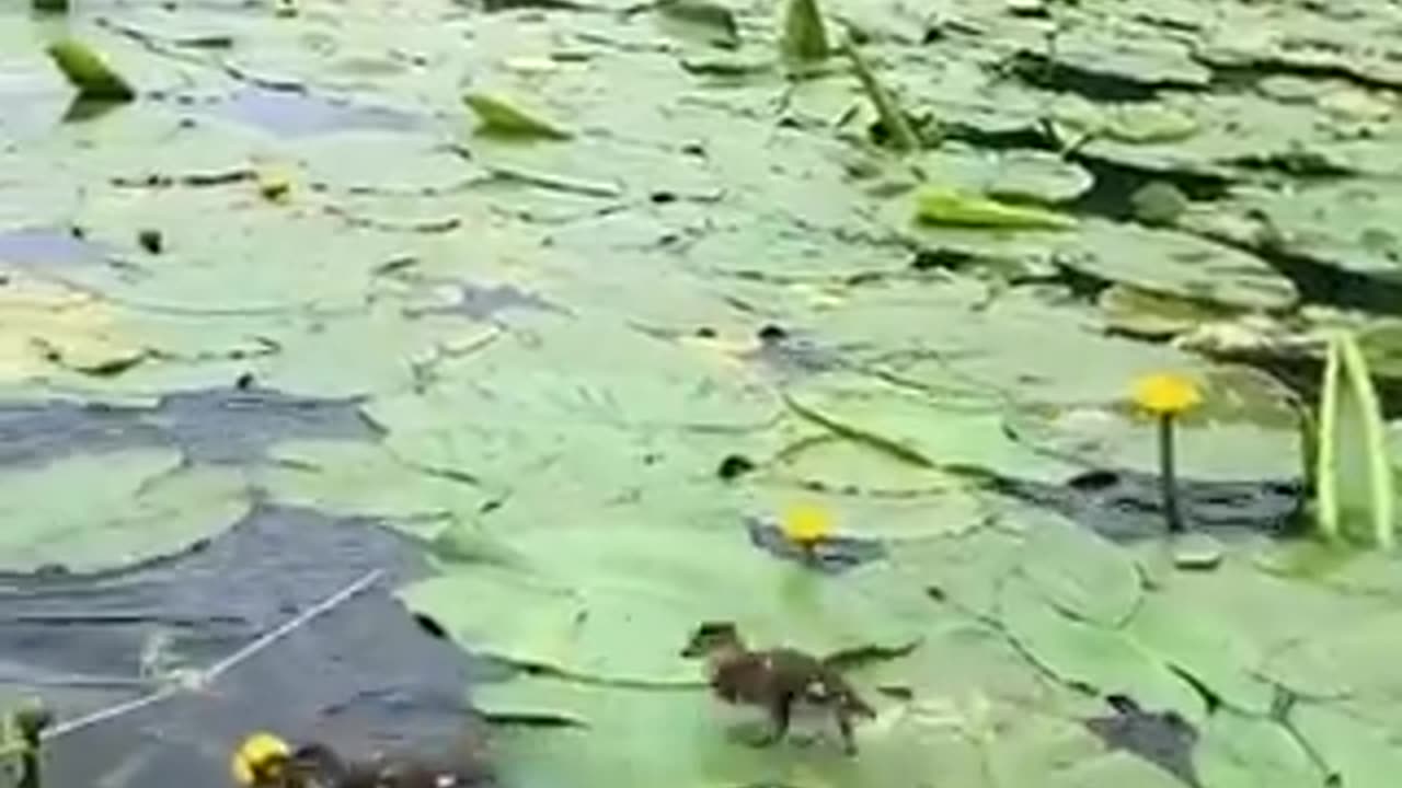 Baby ducks running on lily pads.