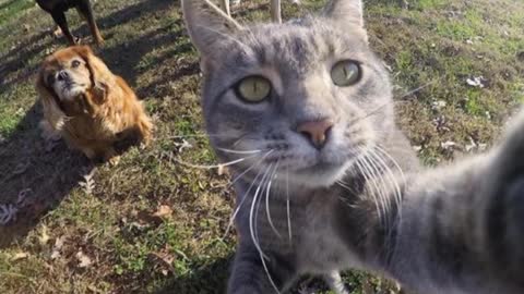 This Cat Is A Selfie King With Animal Friends