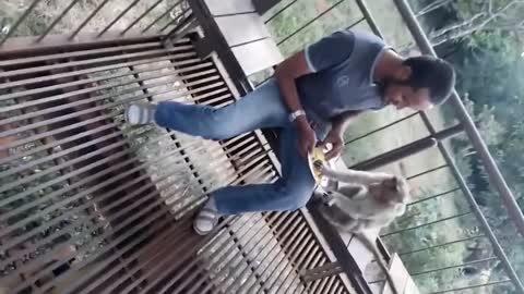 little monkey gets angry for little food