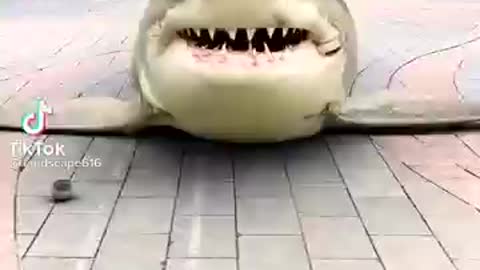 FUNNY SHARK - FUN TIKTOK VIDEO