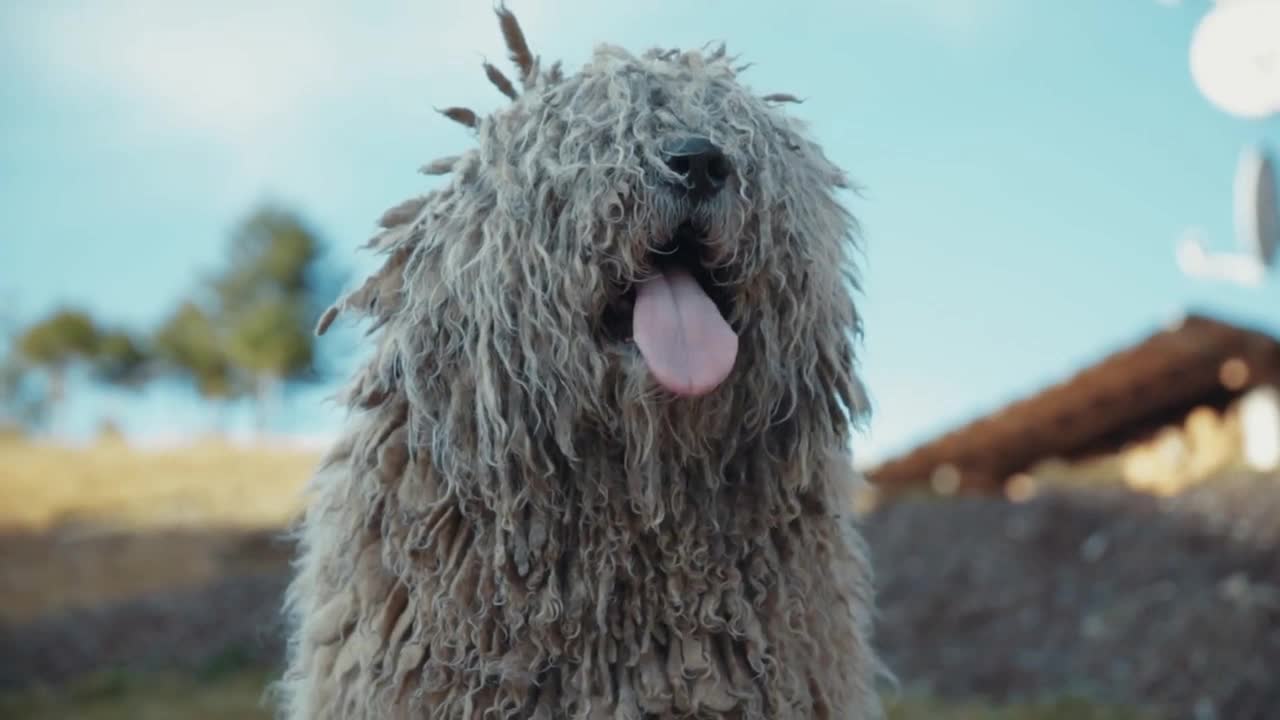 Lovely cute and concentrated komondor dog