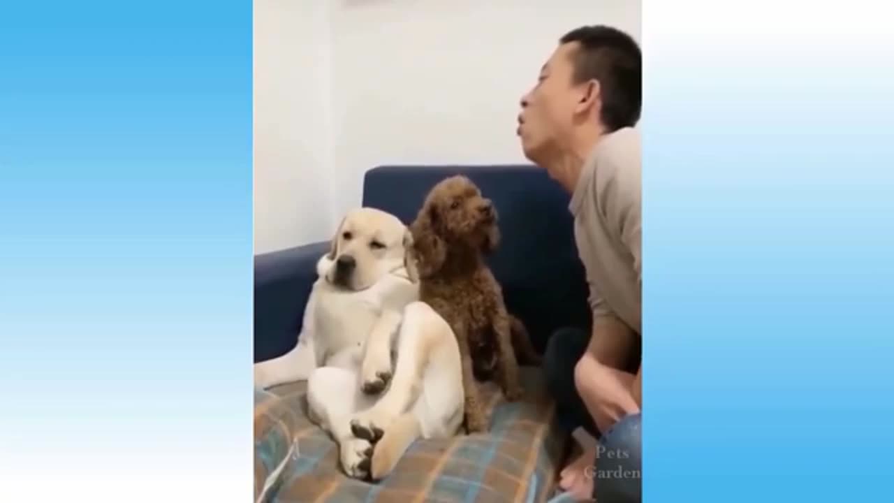 Top Funny Videos - Top Comedy videos trending animal videos latest