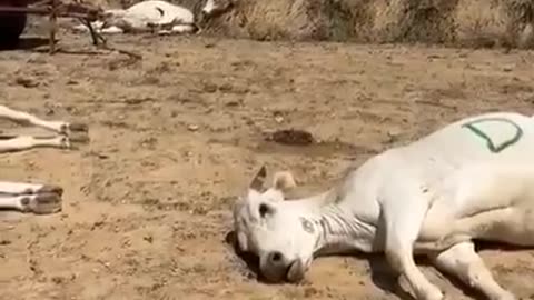 Vaccinated Cows? 1min** WTF?