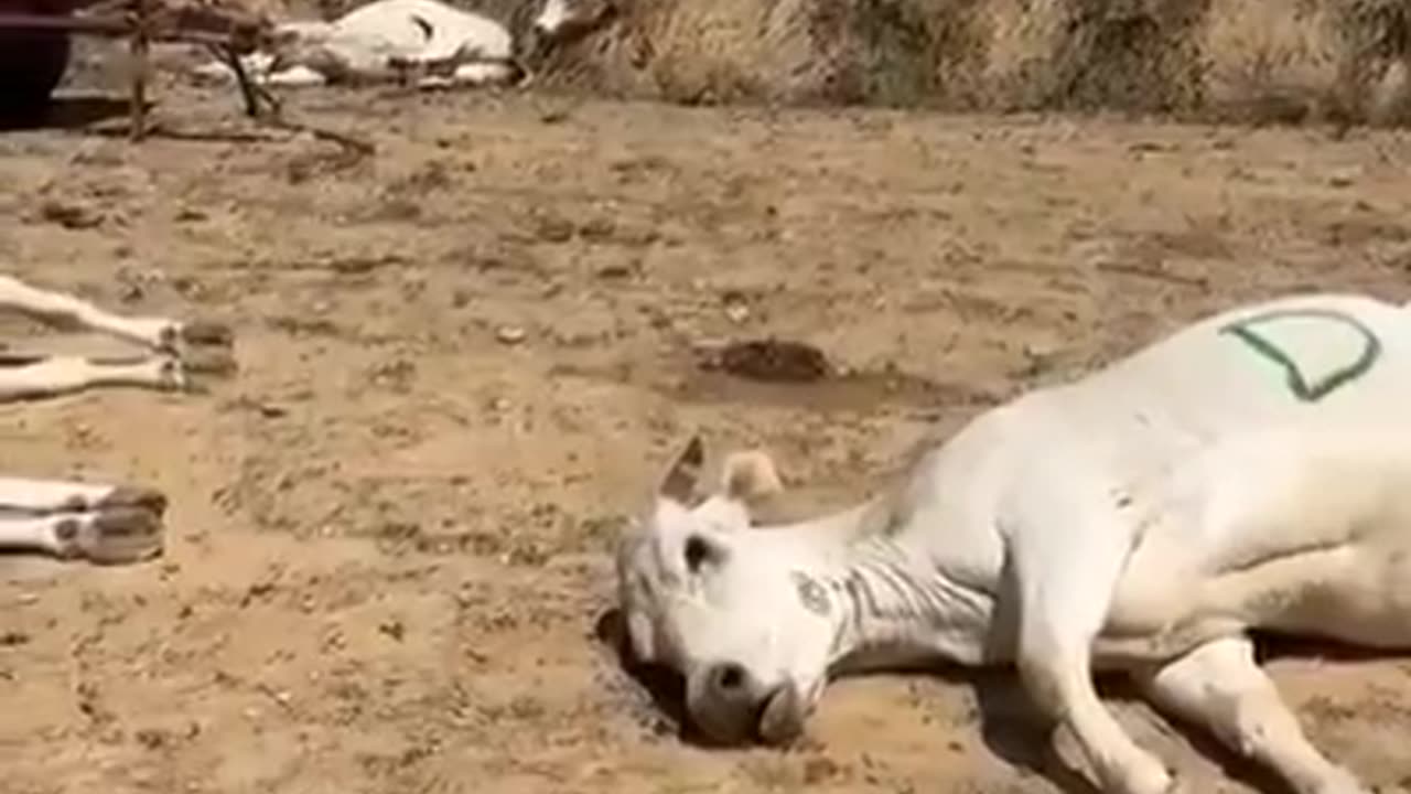 Vaccinated Cows? 1min** WTF?