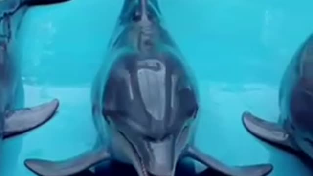 the smartest dolphins in the world