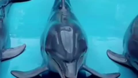 the smartest dolphins in the world