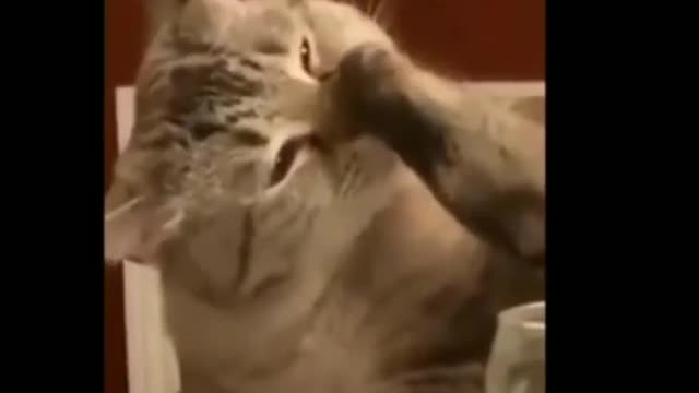 Funniest Animals best of the 2021 funny animals videos funniest cat's Ever