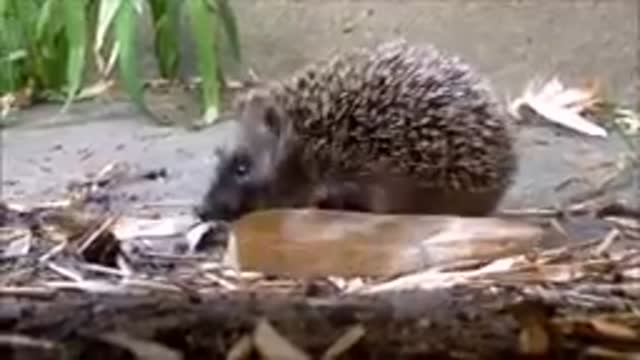 Cute Little Hedgehogs Compilation / TRY NOT TO AWW! 2021