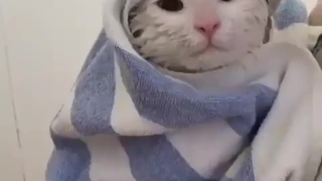 Cute kitty