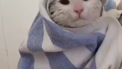 Cute kitty