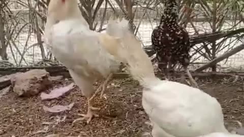 Beautiful hens