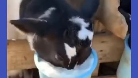 🤣Funny animal video please watch this video 🤣