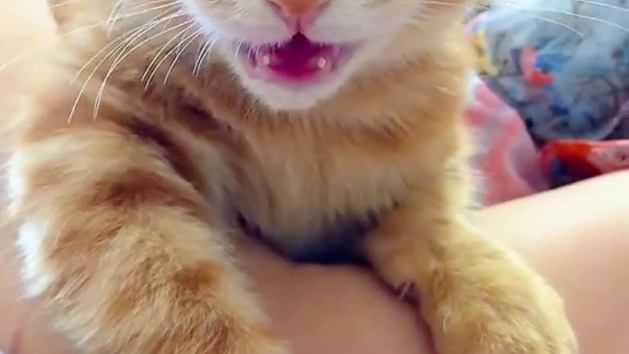 The sound of a cat meowing cat