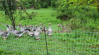 Silver Appleyard drakes and French Toulouse gander week 17