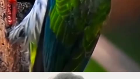 Bird's mother's love