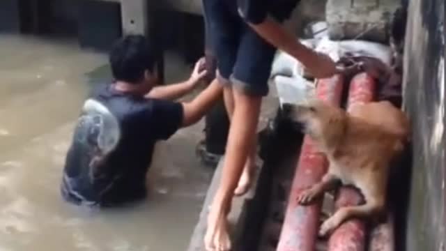 Brave teenagers rescue stray dog stranded in dirty canal