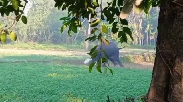 Terrible attack by elephant