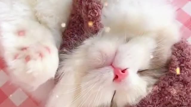 cute little cat plays on the bed makes you laugh!