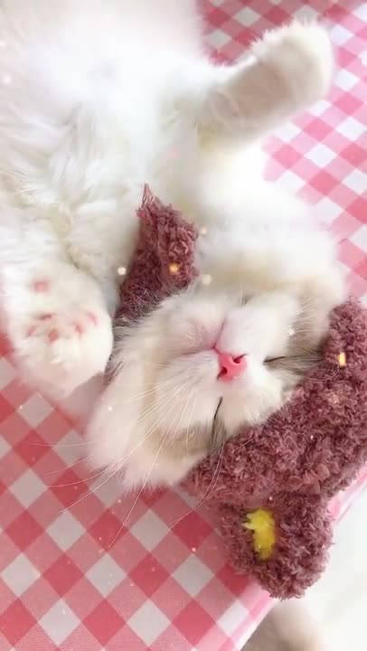 cute little cat plays on the bed makes you laugh!