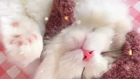 cute little cat plays on the bed makes you laugh!