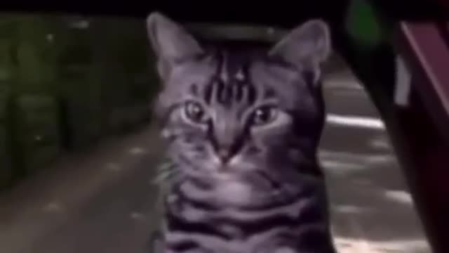 Cat video lovely cat video Playing