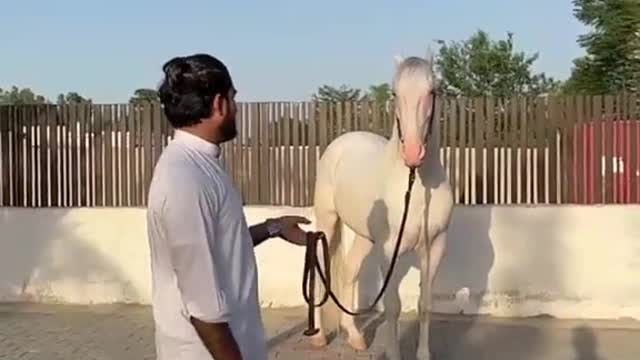 Horses video-funny big horses video