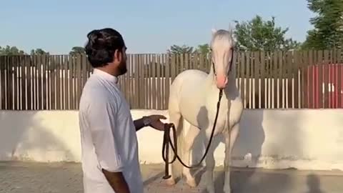 Horses video-funny big horses video