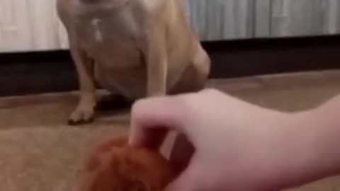 Hilarious Paws Compilation 3 _ Try Not to Laugh Animal Videos
