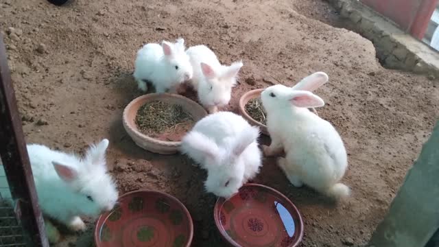 Cute rabbit bunny eating food and drinking water looking cute