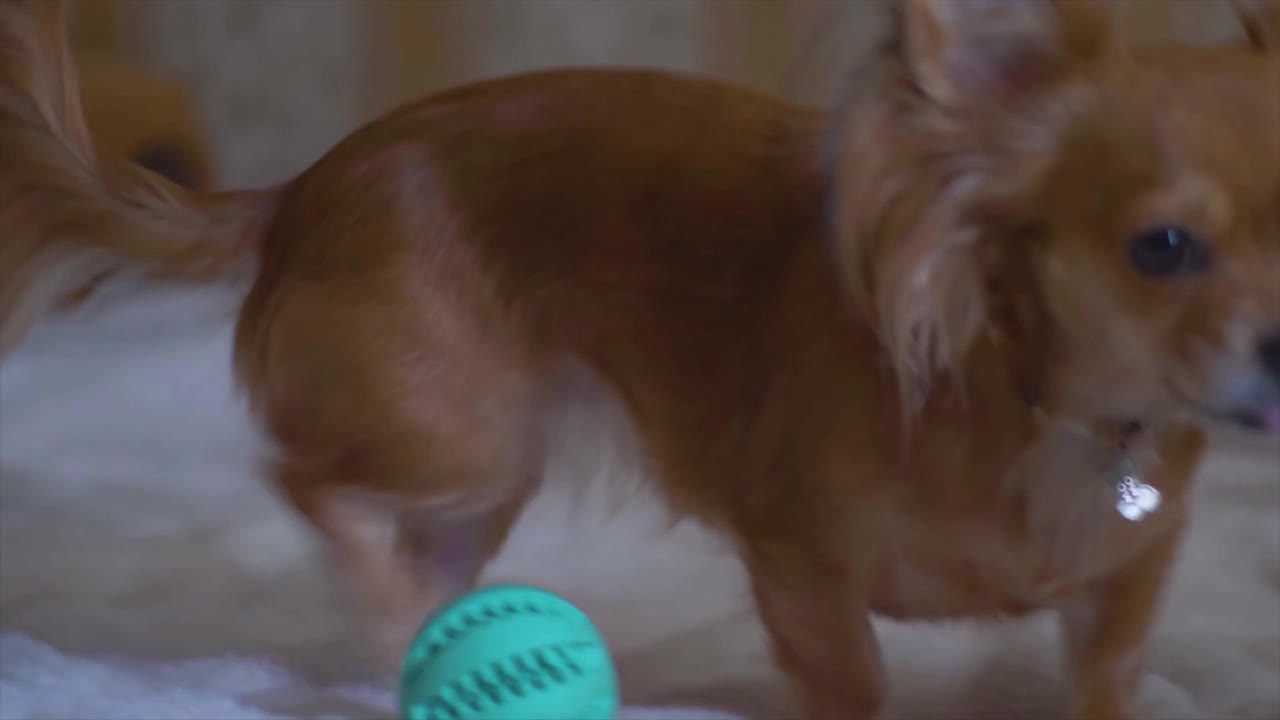 Watch How This Adorable Little Puppy Loves Playing With Ball!
