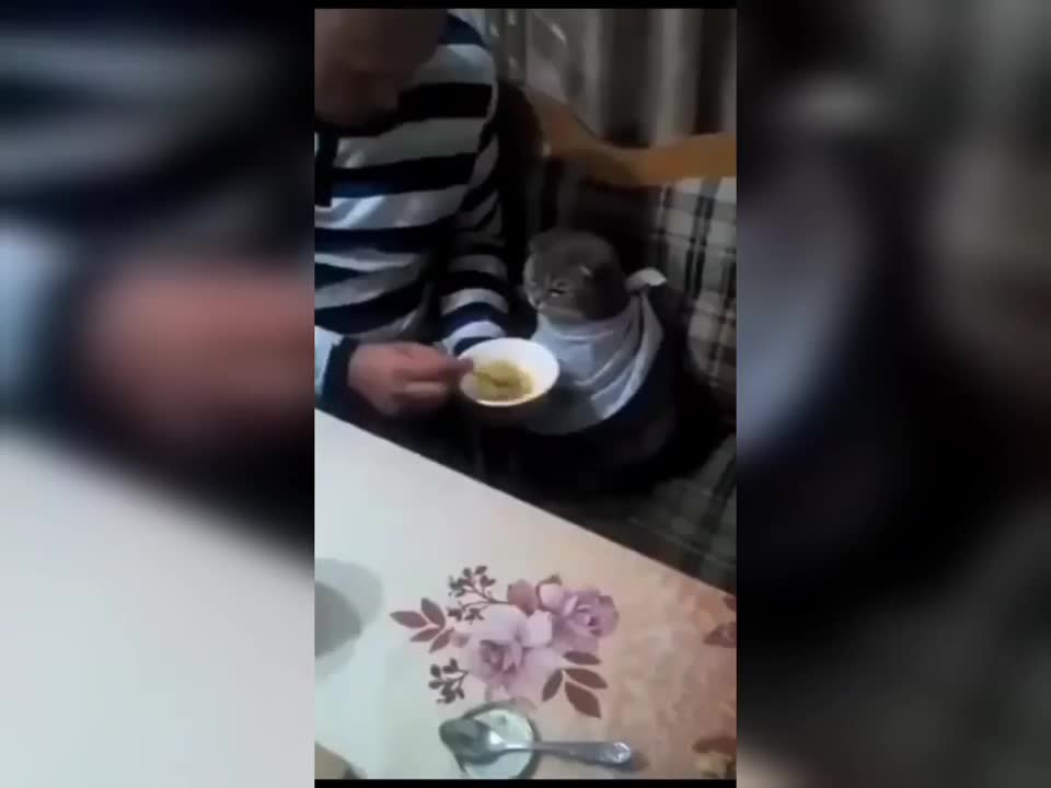 Funniest Animals Complations 😹 - Funny Pet Animals Videos