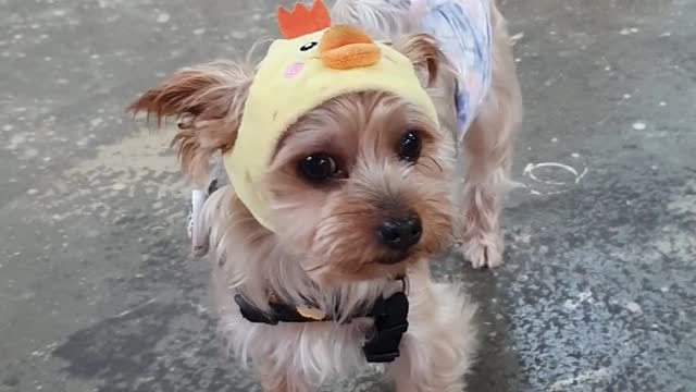 A puppy in a duck hat