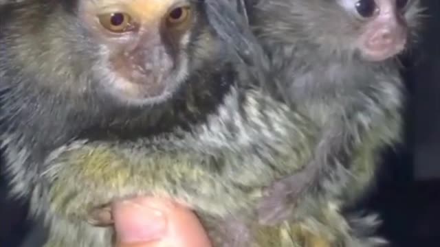 FINGER MONKEY/CUTE AND FUNNY VIDEOS 🤣SO FUNNY🐒🤣