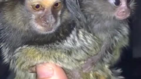 FINGER MONKEY/CUTE AND FUNNY VIDEOS 🤣SO FUNNY🐒🤣